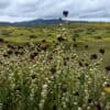 The California jewelflower (Caulanthus californicus) is an endangered species in the state and federally because of habitat loss, overgrazing, urban development, and loss of pollinators.