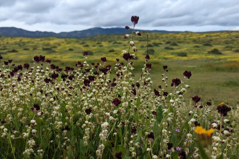 The California jewelflower (Caulanthus californicus) is an endangered species in the state and federally because of habitat loss, overgrazing, urban development, and loss of pollinators.