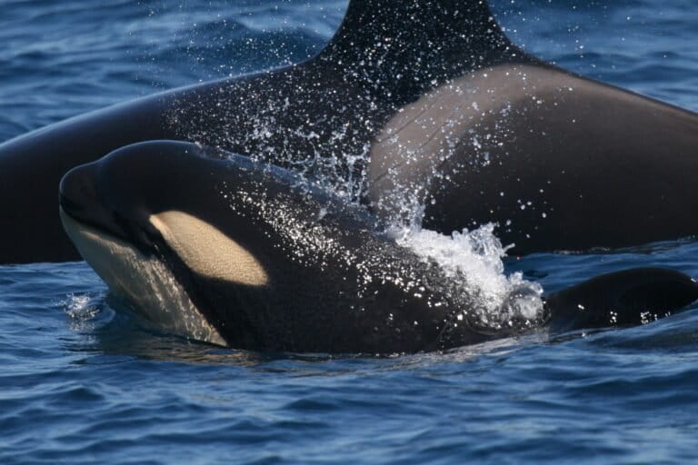 Two Iberian orcas pictured off the coast of Spain. Image courtesy of circe.info.