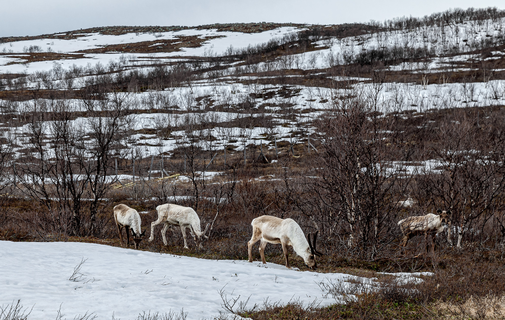 Reindeer in Utsjoki, Lapland, Finland. Image by Ninara via Flickr (CC BY 2.0).