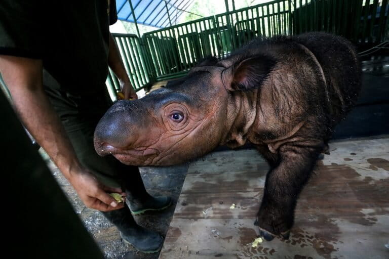 Sumatran rhino at the Sumatran Rhino Sanctuary. Image by Rhett A. Butler/Mongabay.