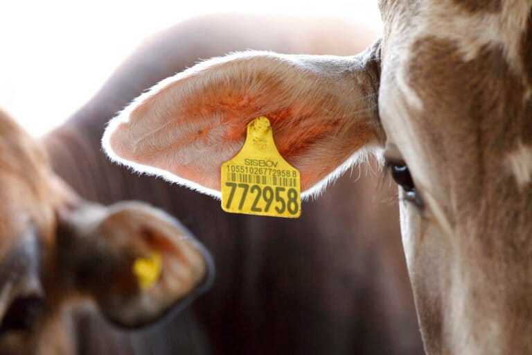 Cattle wearing an ear tag on an Amazon ranch in 2009.