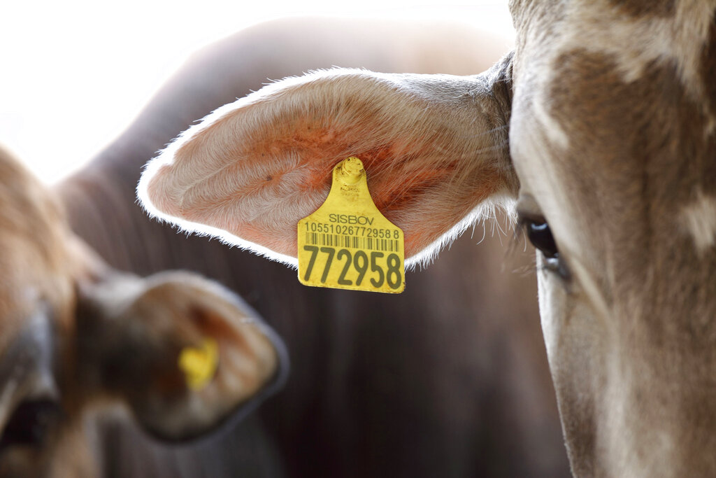 Cattle wearing an ear tag on an Amazon ranch in 2009.