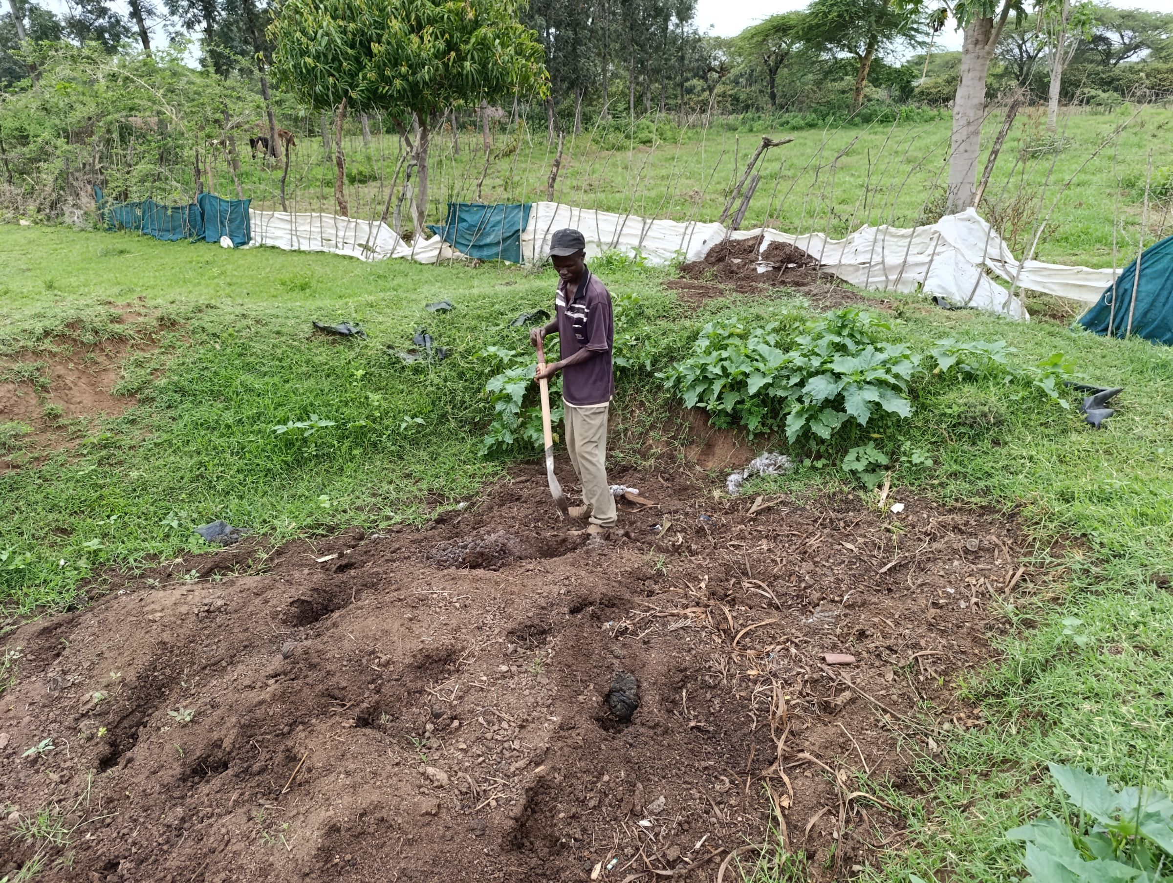 Making compost on a farm in Baringo County, Kenya. Image by Gilbert Nakweya for Mongabay.