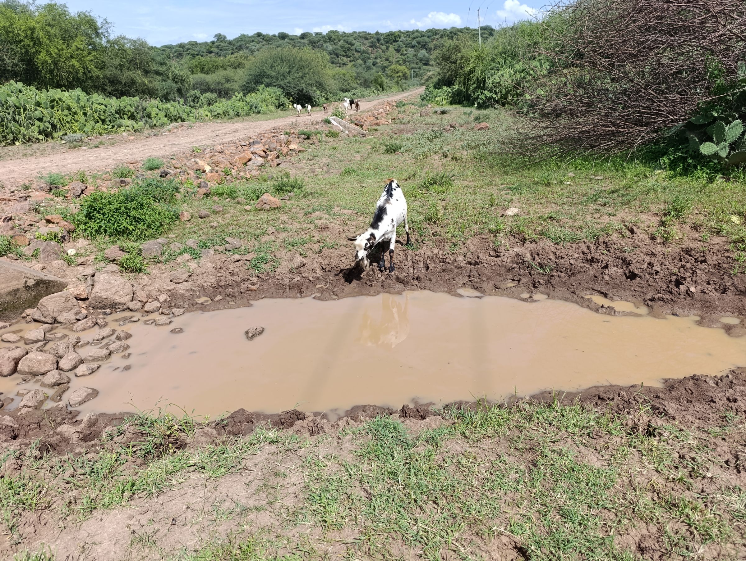 A goat in Marigat sub-county, Baringo county, Kenya. Image by Gilbert Nakweya for Mongabay.