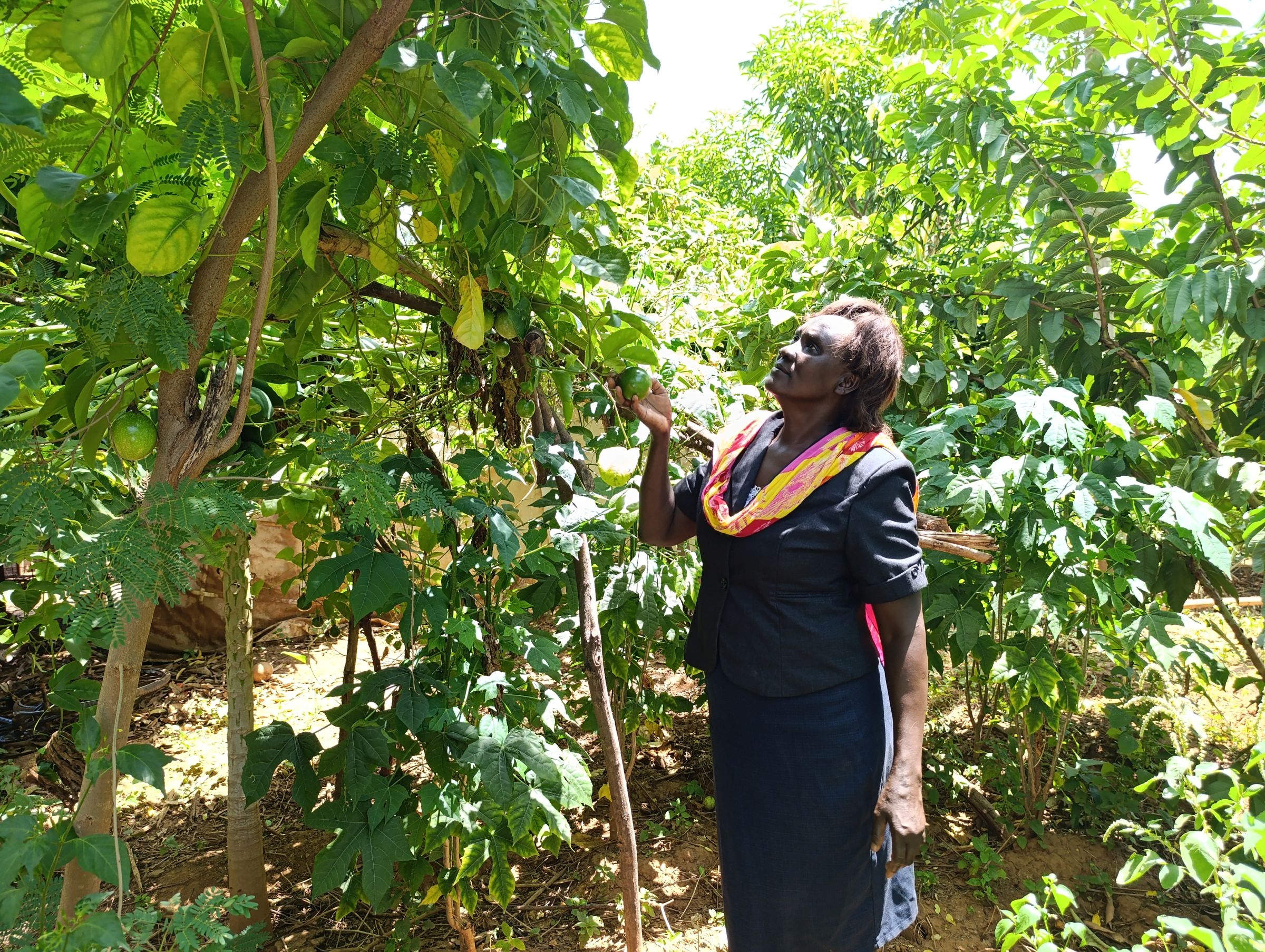 Chepsat checking out passion fruits on her farm. Image by Gilbert Nakweya for Mongabay.