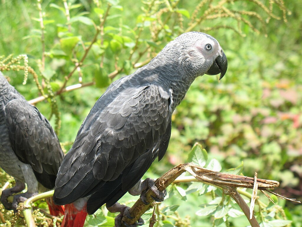 African gray parrot. Image by Lucy Keith-Diagne via Wikimedia Commons (CC BY 4.0).