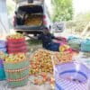 Chepsat sorting tomatoes to load on a vehicle for ferrying to the market in Marigat. Image by Gilbert Nakweya for Mongabay.