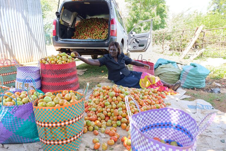 Chepsat sorting tomatoes to load on a vehicle for ferrying to the market in Marigat. Image by Gilbert Nakweya for Mongabay.