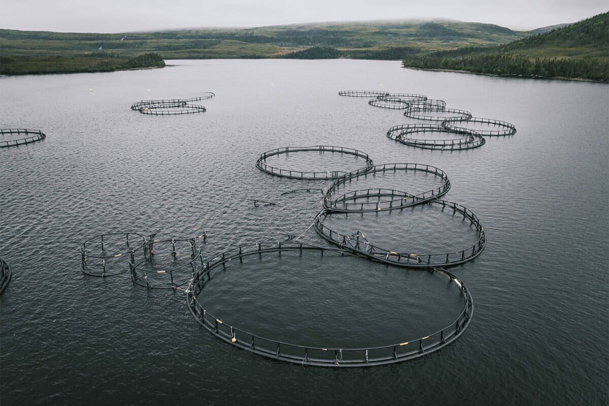 sea-cages-in-Roti-Bay