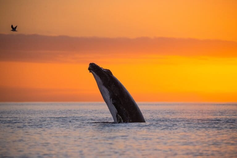 A humpback whale (Megaptera novaeangliae) near Ningaloo Reef in Western Australia. Image courtesy of Dani Escayola/Ocean Image Bank.