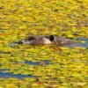A beaver explores its new home at Tásmam Koyóm in 2023.