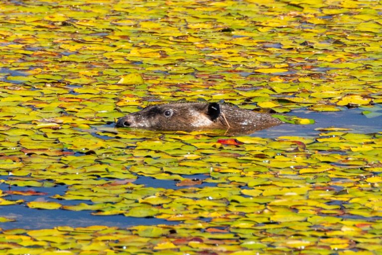 A beaver explores its new home at Tásmam Koyóm in 2023.