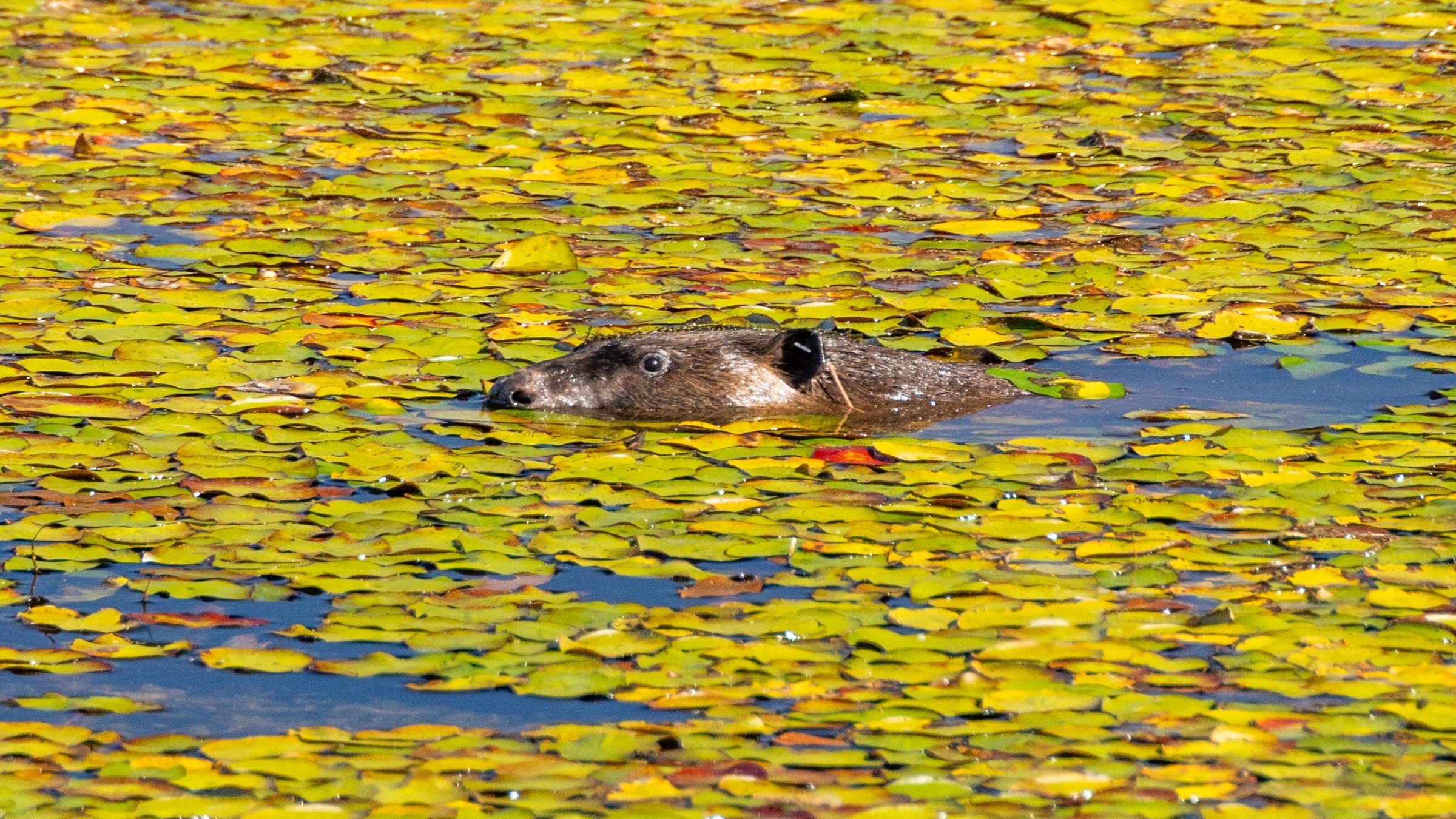 A beaver explores its new home at Tásmam Koyóm in 2023.