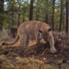 A mountain lion (Puma cancolor) caught on camera trap caching a deer for eating later.