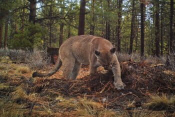 A mountain lion (Puma cancolor) caught on camera trap caching a deer for eating later.