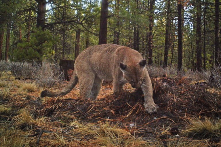 A mountain lion (Puma cancolor) caught on camera trap caching a deer for eating later.