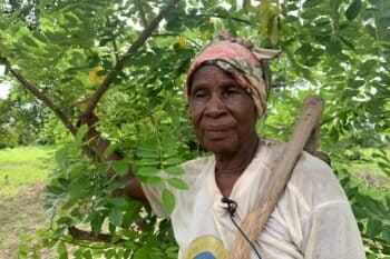 Maan Alima Tagnan under her gliricidia tree, one of the fertilizer trees she has planted in her field.