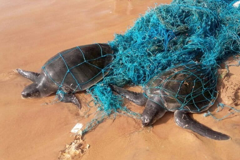 Two olive ridley turtles caught in discarded fishing nets. Image courtesy of Galbokka Sea Turtle Conservation & Research Center.