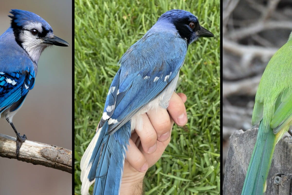 photo of Grue jay or Bleen jay? Researchers confirm hybrid between blue and green jays image