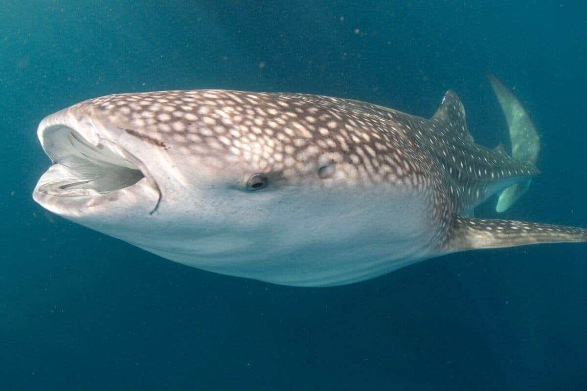 Study maps whale shark stranding hotspots in Indonesia, highlights conservation needs