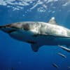 Alisha’s dorsal photograph during her initial tagging in May 2012 in Gansbaai, South Africa.