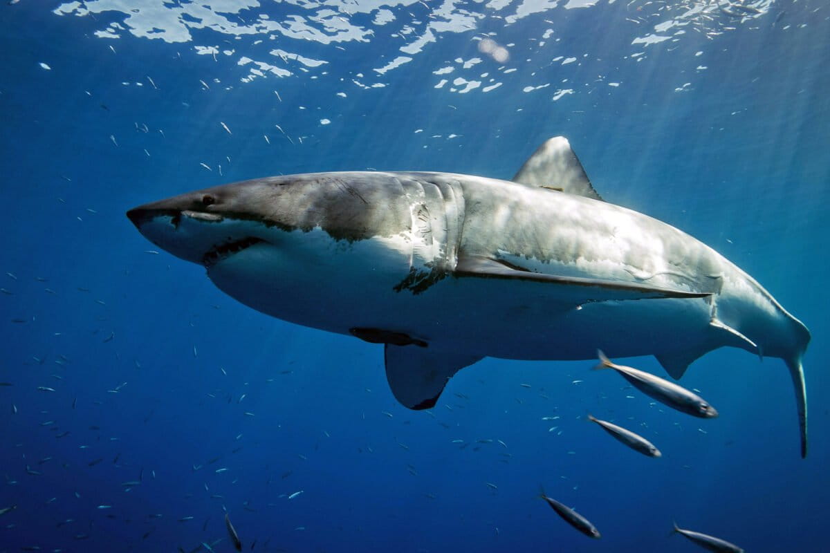 Long-lost white shark tag traces remarkable journey from South Africa to SE Asia