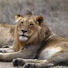 Lions in South Africa. Photo by Rhett Ayers Butler