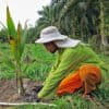 Farmer Mohd. Naim Razak explains how different coconut varieties have different shape of trunk.