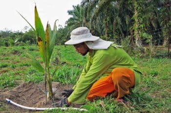 Farmer Mohd. Naim Razak explains how different coconut varieties have different shape of trunk.