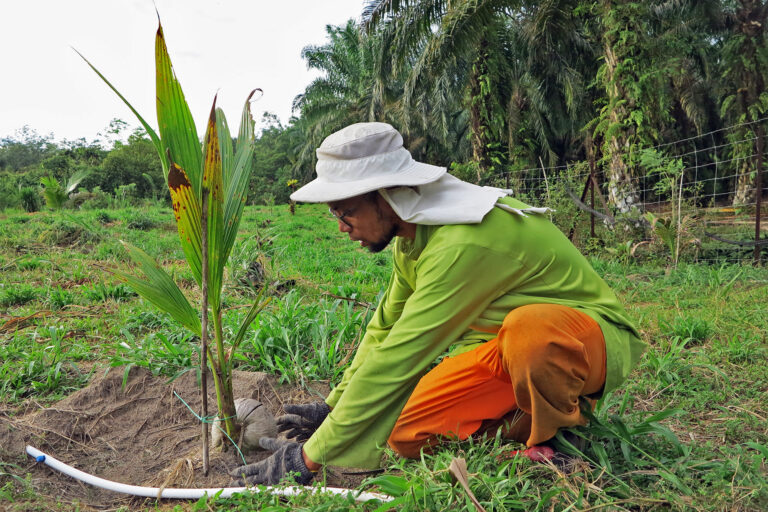 Farmer Mohd. Naim Razak explains how different coconut varieties have different shape of trunk.