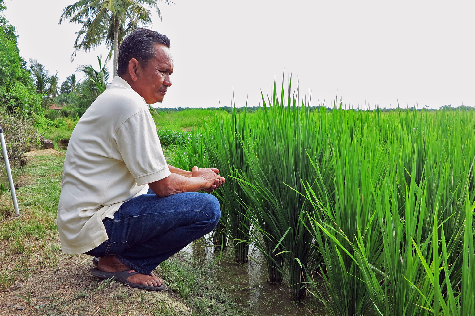 Azhar Hashim and the paddy planted with seeds he received from his friend in Kedah.