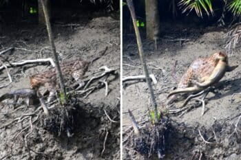 A fishing cat photographed feeding on a monitor lizard near Pirkhali, a part of Sajnekhali Wildlife Sanctuary, in the Indian Sundarbans. Image courtesy of Soumyadip Santra.