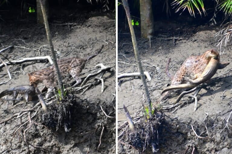 Rare photos capture fishing cat preying on monitor lizard in the Sundarbans