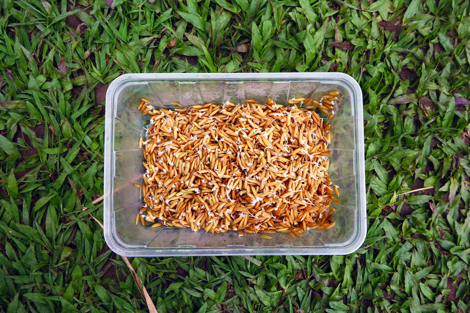 Sprouted paddy seeds ready for sowing at an independent farmers mini carnival.
