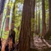 Redwood forest in California. Photo by Rhett Ayers Butler