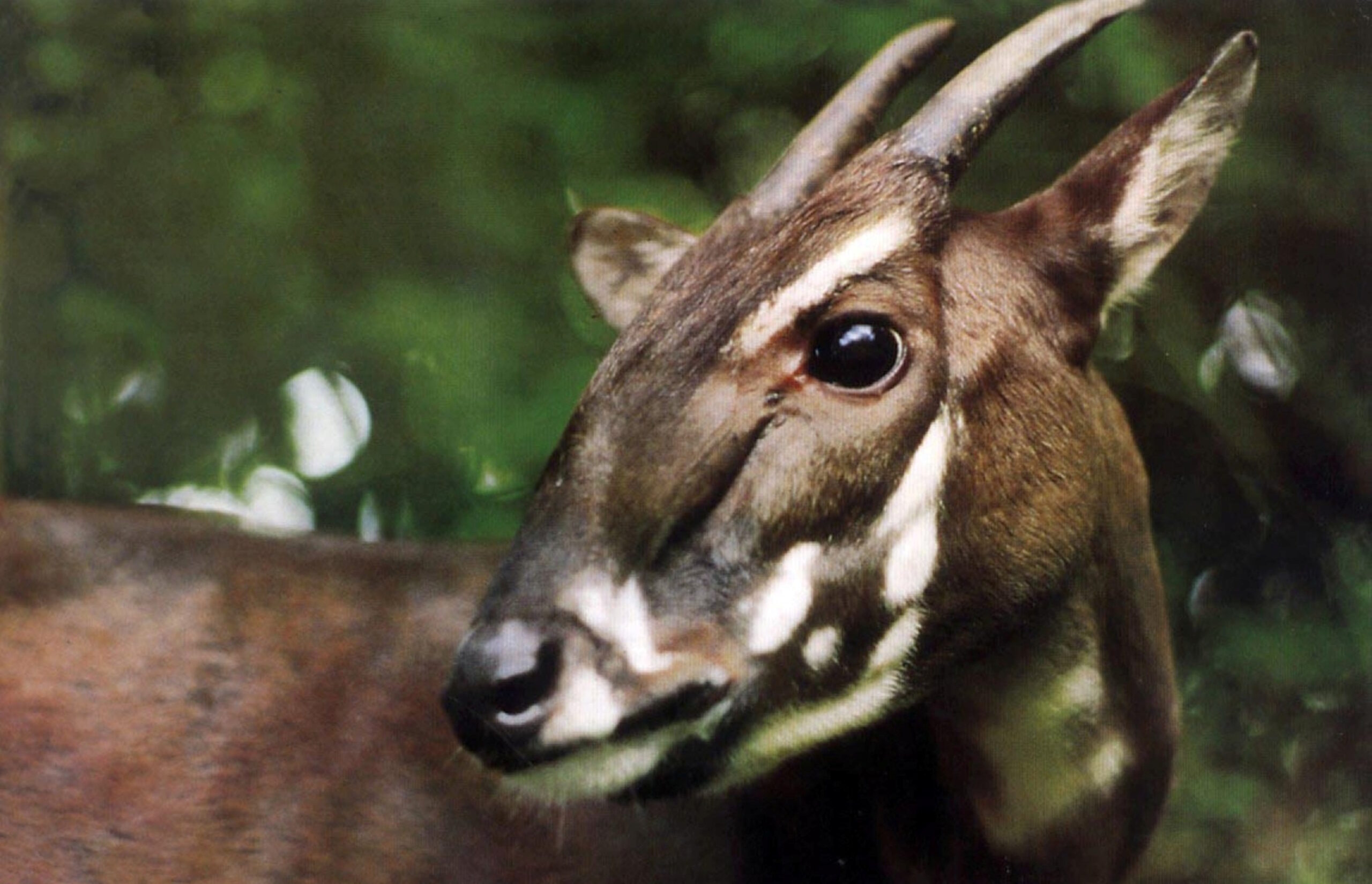 Portrait of a saola