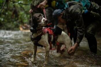 Wildlife tracking dog