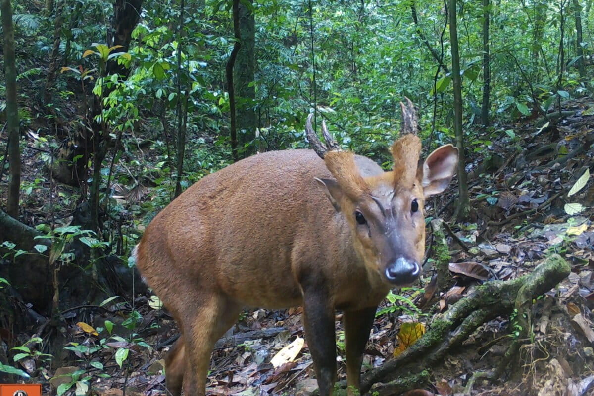 Large antlered muntjac