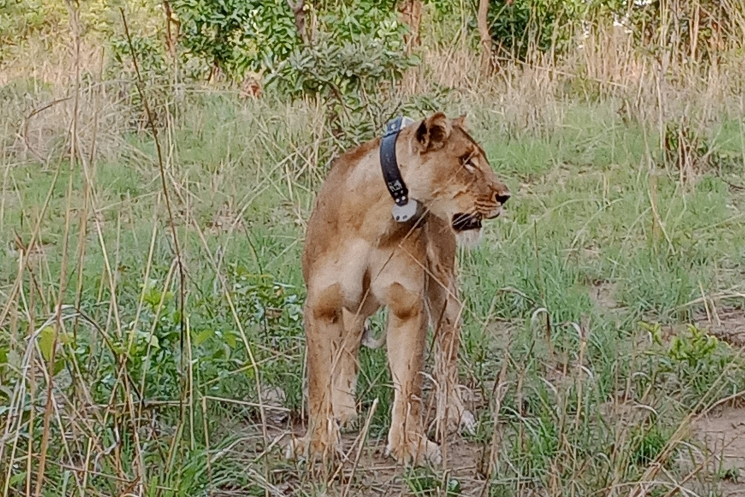 Now known as Miss Bouba for her striking beauty, she is the fifth lion collared in Bouba Ndjida National Park.