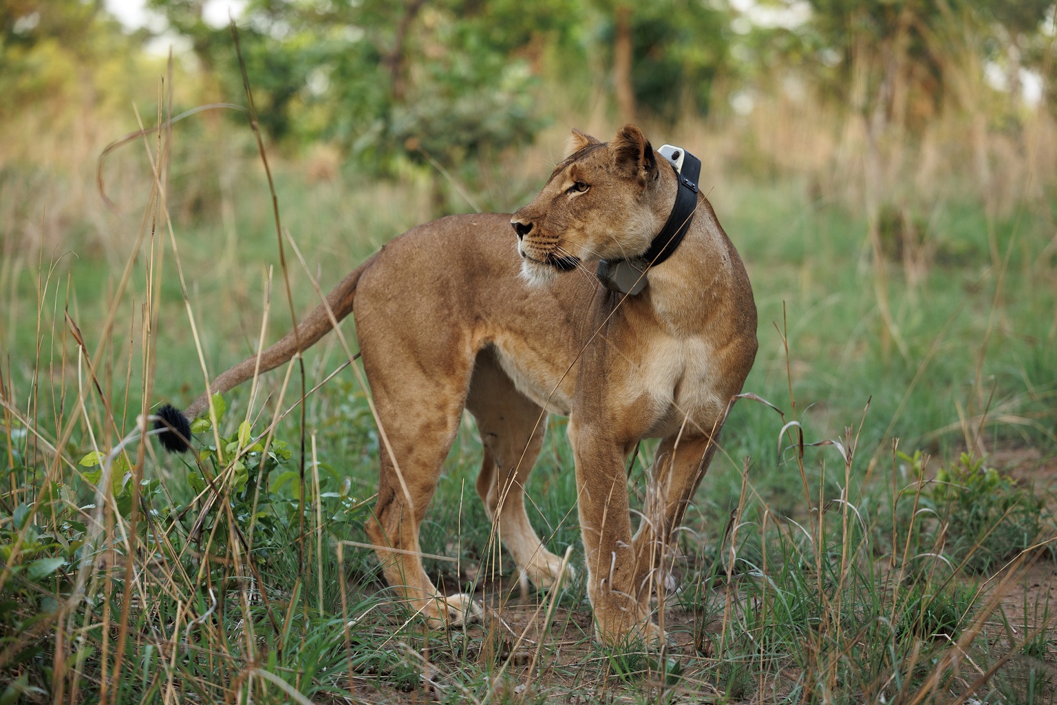 Equipped with a tracking collar, this lioness provides invaluable data that helps protect her species and their habitat.