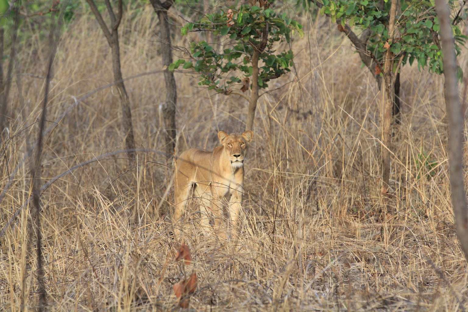 It is now believed that fewer than 1,000 lions remain in Central Africa, where the species is considered regionally endangered.