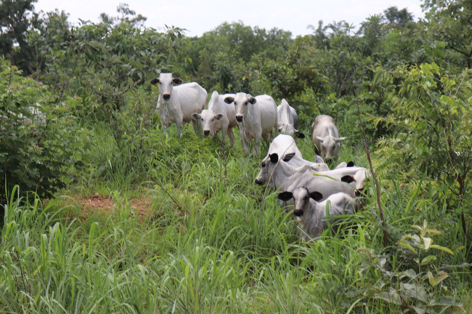 Cows in the Bénoué National Park in the Bénoué landscape. Pastoralism inside national parks is one of the main threats to wildlife.