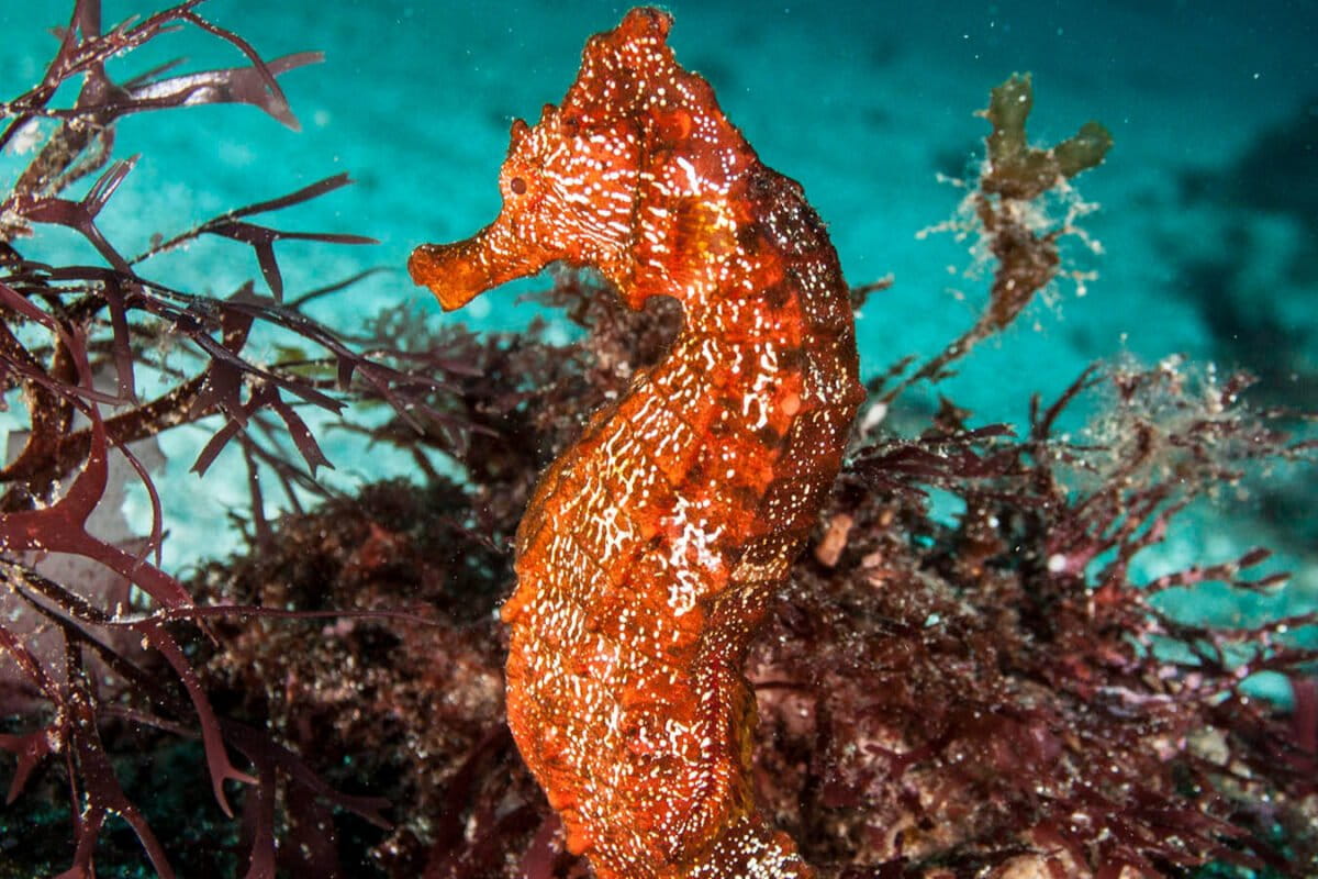 From South America to Asia, seahorses vanish into trafficking pipeline