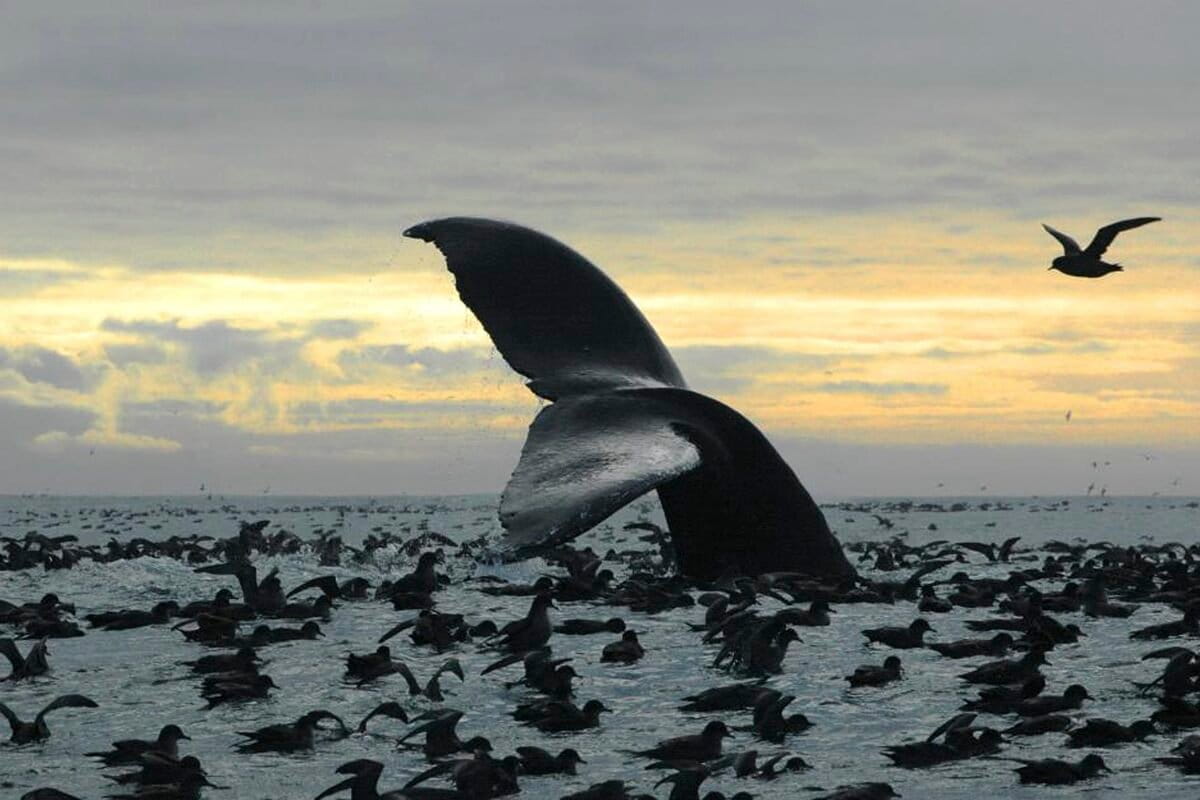 The world’s oceans face triple planetary crisis: Report