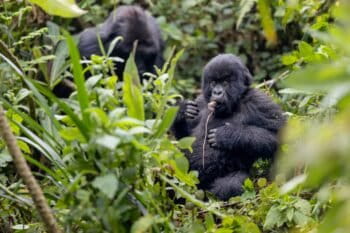 Mountain gorillas by Alejandro Prescott-Cornejo for Mongabay.