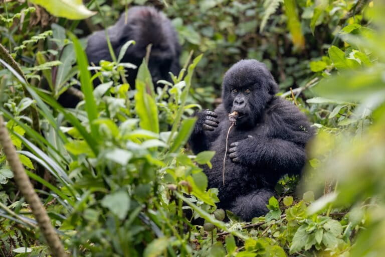 Mountain gorillas by Alejandro Prescott-Cornejo for Mongabay.