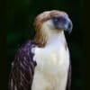 The Philippine eagle is being pushed to the brink of extinction due to deforestation and unsustainable hunting.