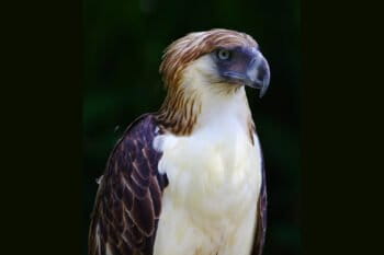 The Philippine eagle is being pushed to the brink of extinction due to deforestation and unsustainable hunting.
