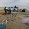 After a chinchorro fishing haul, some fish considered worthless are left behind and end up rotting on the sand.